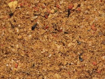 BLOODWORM MIX BLOODWORM MIX