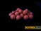 SCORPIO (red) 16mm Pop-up boilies